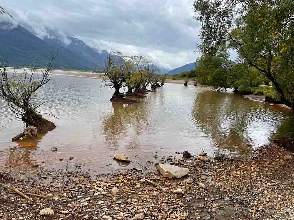 Glenorchy - Trees in water